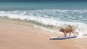 Viral video shows golden retriever surfing along beach