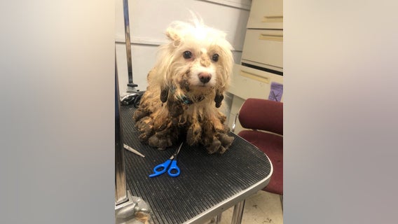 Investigation underway after dogs dumped in Whitehall Township