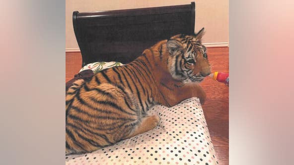 'It's Victor's tiger,' HPD says wild animal belongs to man whose attorney denied ownership