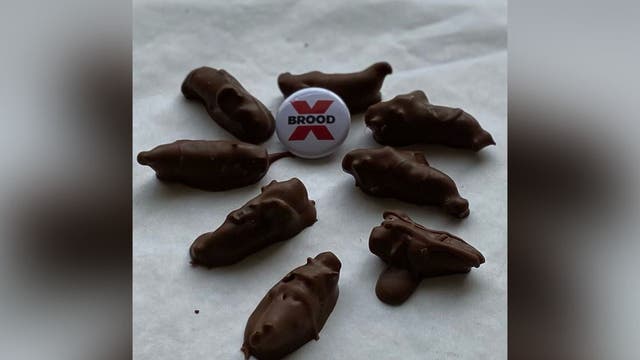 Bethesda chocolate shop selling chocolate covered cicada treats