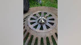 Baby raccoon freed after getting head stuck in sewer cover