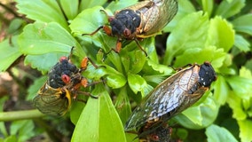 White House press corps flight to UK delayed for hours by cicadas