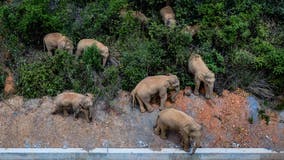 Wild elephant herd approaches major Chinese city after 300-mile journey