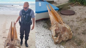 Officials identify large skull found on New Jersey beach Monday