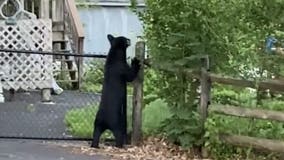 Police: Bear spotted in Perkasie Borough may have been hit by car, injured