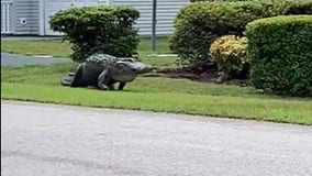 Massive alligator roams SC neighborhood