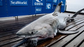 11-foot great white shark pings off of New Jersey coast