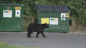 Bear spotted roaming in Bucks County has been captured