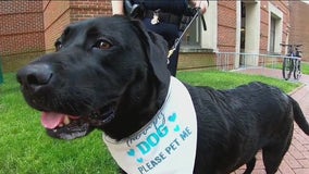 Comfort dog working for the Chester County Sheriff's Office helps community