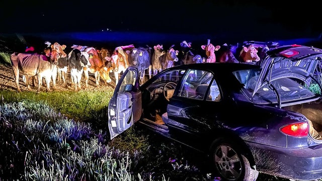 Barron County pursuit: Cow blockade ends in arrest of driver