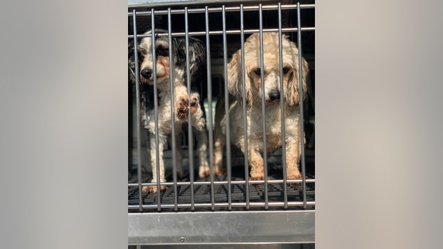 Pa. man charged with 25 counts of animal abuse for 'serial' actions