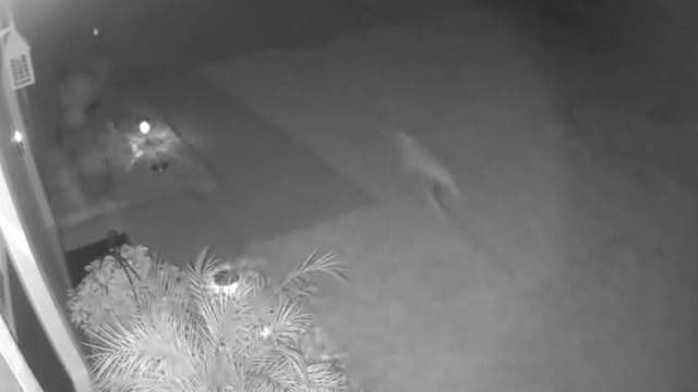 Florida woman who saw 'baby dinosaur' running through yard says this is what it was