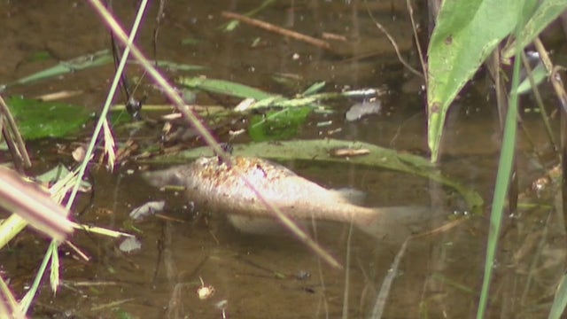 Officials contend with potential environmental impacts of Brookhaven fuel leak
