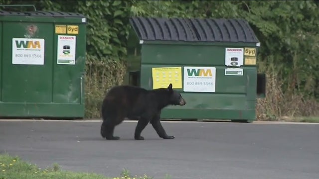 Bear spotted roaming in Bucks County has been captured