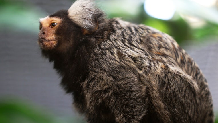 A marmoset monkey is seen at the Warsaw Zoo