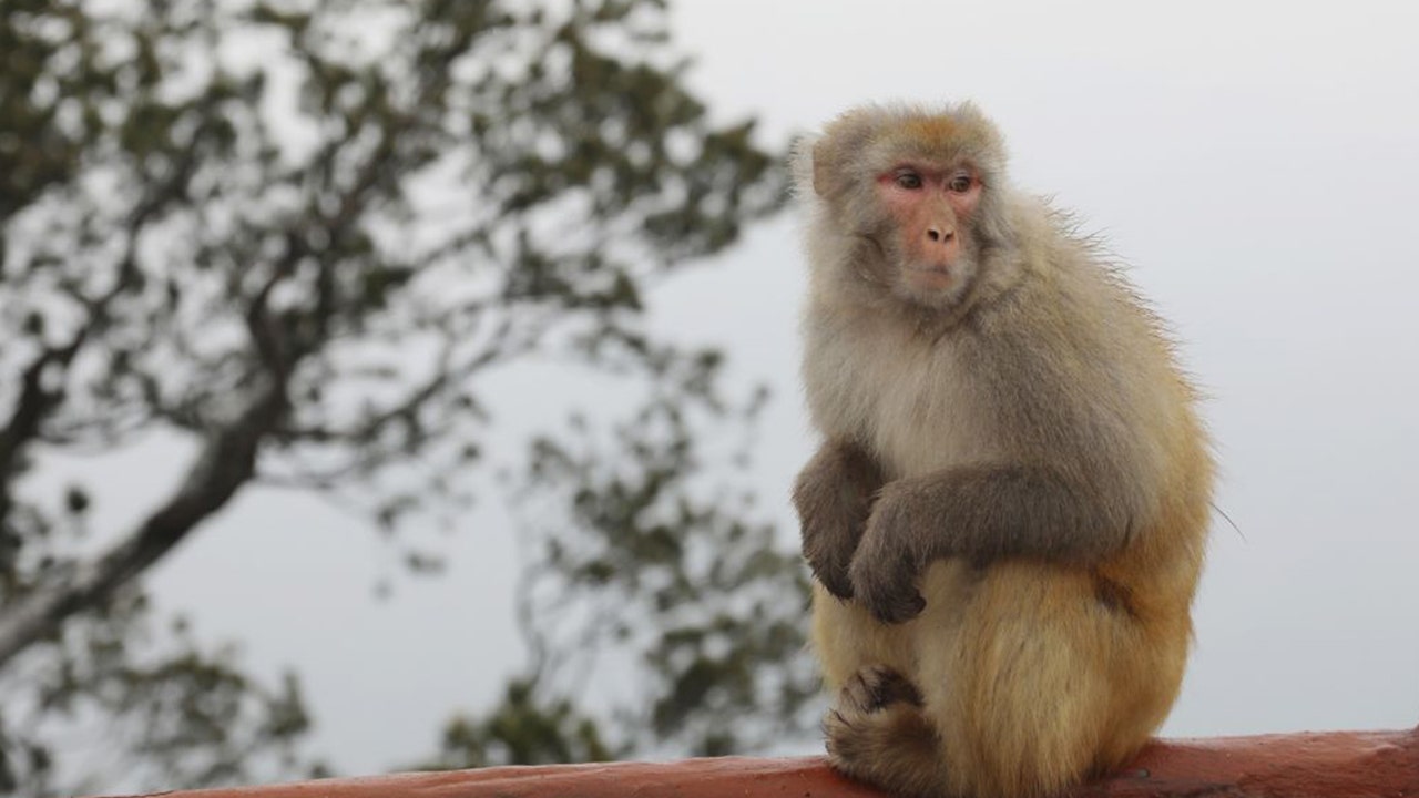 Don't Touch the Monkeys! Florida Macaques Carry Virus Lethal to Humans |  Live Science