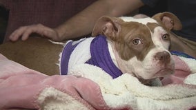 Severely injured dog rescued by Philly firefighters finds happy home with rescuer