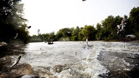 Push to rename 'Asian carp' amid worries over racism