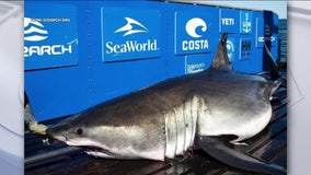 Great white shark, Breton, tracked off coast of Cape May by researchers