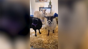 Sheep cool down inside Oregon apartment amid heat wave
