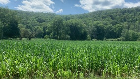 You think it gets humid in Philadelphia? 'Corn sweat' is causing 90-degree dew points in Iowa