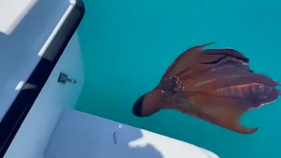 Fish captain gets rare view of blanket octopus near Anna Maria Island