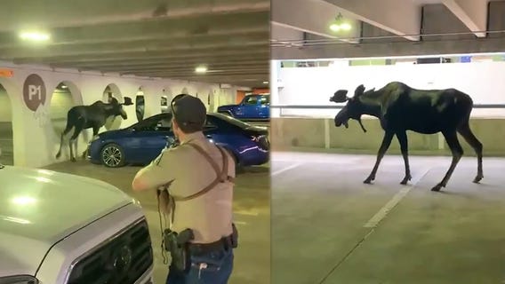 Moose 'reluctant' to leave Colorado parking garage relocated by wildlife officials