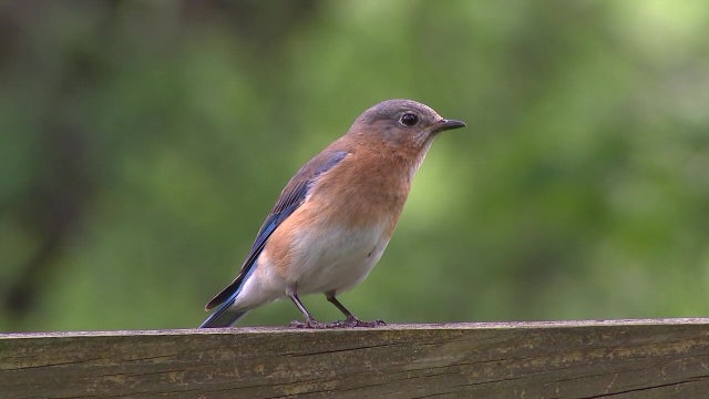 Pennsylvania wildlife officials investigating mysterious songbird deaths