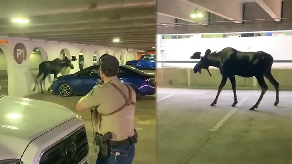 Moose in parking lot