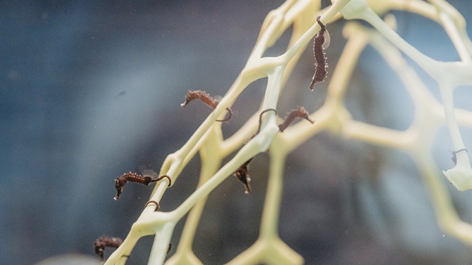 baby-seahorses.jpg