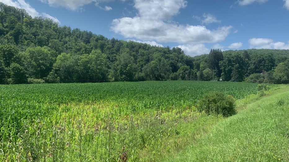 An upstate New York corn field on July 28, 2021.