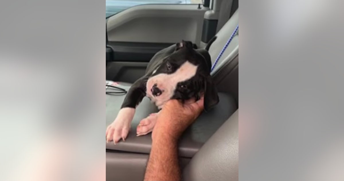 Sheriff: Florida couple arrested for leaving puppy in hot car at mall ...