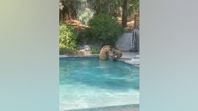 A family of bears spotted swimming in California couple's pool