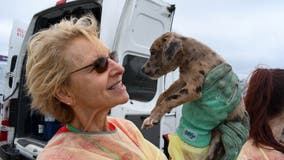 Over 100 shelter pets from Louisiana airlifted to New Castle County as Hurricane Ida looms