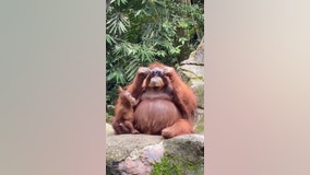 Orangutan rocks sunglasses dropped by visitor into zoo enclosure