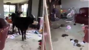 Woman finds home trashed by pair of cows who broke in