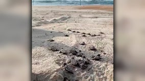 Sea turtle hatchlings scurry across North Carolina beach on their way to the ocean