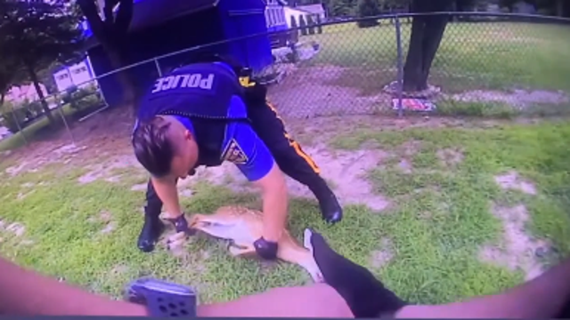 Police officers rescue trapped fawn in New Jersey