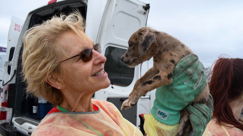 Over 100 shelter pets from Louisiana airlifted to New Castle County as  Hurricane Ida looms