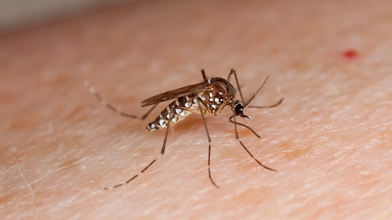 Philadelphia health officials say West Nile-positive mosquitoes are in the area