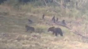WATCH: Wolf bites grizzly bear in the butt