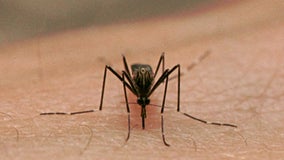 Clementon resident tests positive for West Nile virus