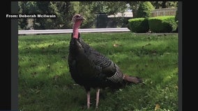 'Ben the Turkey' becomes the talk of Bensalem