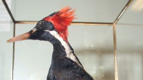 Ivory-billed woodpecker, 22 other species now extinct, US says