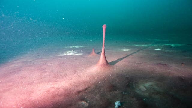 Lake Huron sinkhole may hold secrets to how Earth got its oxygen