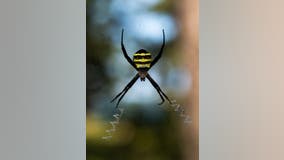 Joro spiders invade parts of northern Georgia