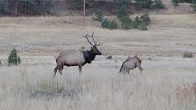 Elk in Colorado with tire around neck for 2 years freed