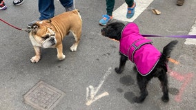 Dogs of the New York City Marathon