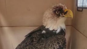 Central Florida elementary school students help save bald eagle