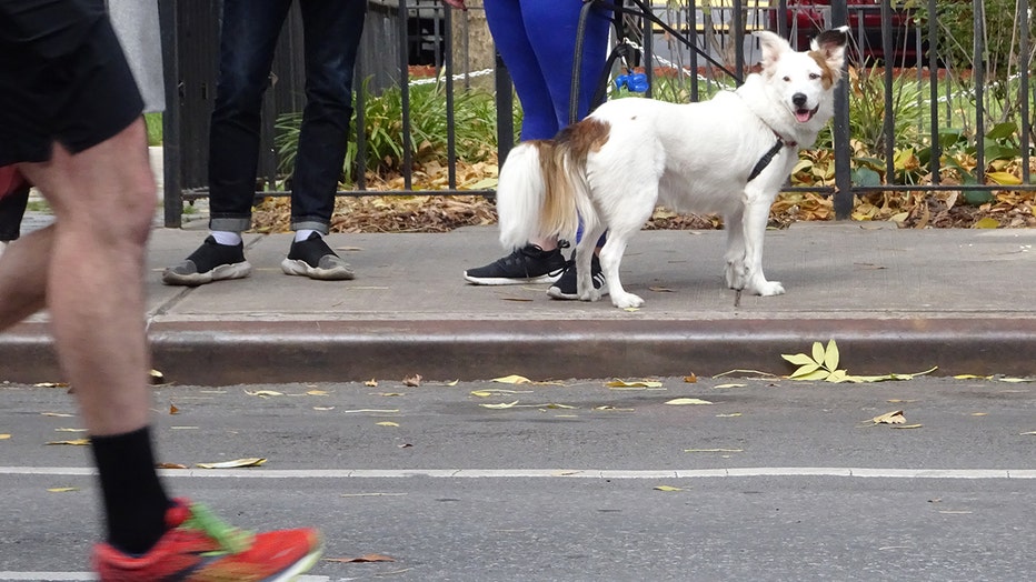 0f3876d5-dogs-of-nyc-marathon-43.jpg